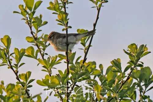 2 May 2025 - Beckermet, West Cumbria - Willow Warbler