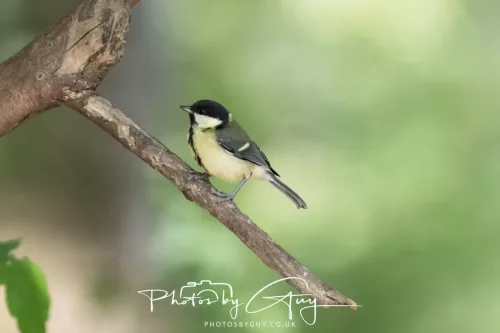 13 June 2025 : Wallsend House park, Northumberland -Great Tit