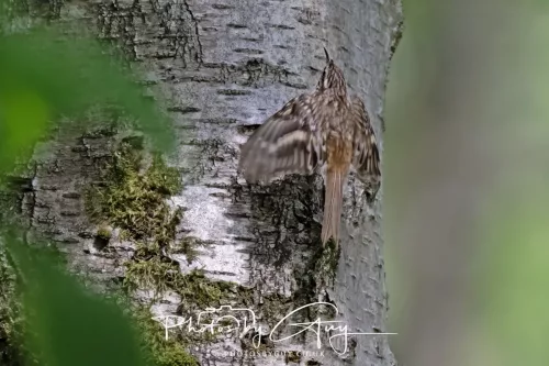 13 June 2025 : Wallsend House park, Northumberland -Treecreeper