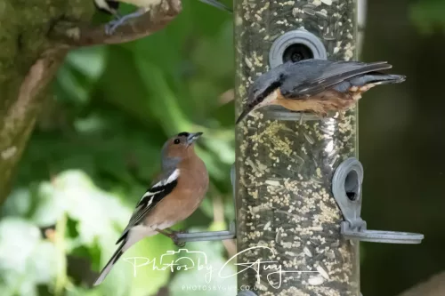 13 June 2025 : Wallsend House park, Northumberland -Nutchacth and Chaffinch