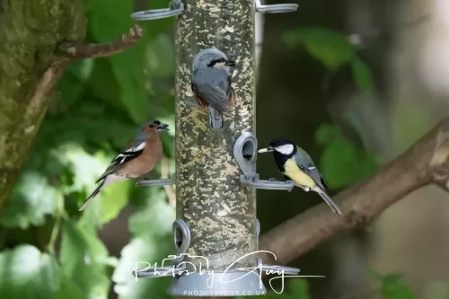 13 June 2025 : Wallsend House park, Northumberland -Nutchacth and Chaffinch