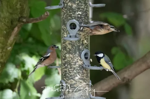 13 June 2025 : Wallsend House park, Northumberland -Nutchacth and Chaffinch