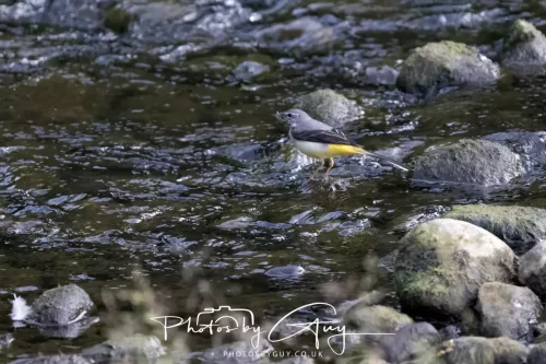 13 June 2025 : Alnwick, All River , Northumberland -Grey Wagtail