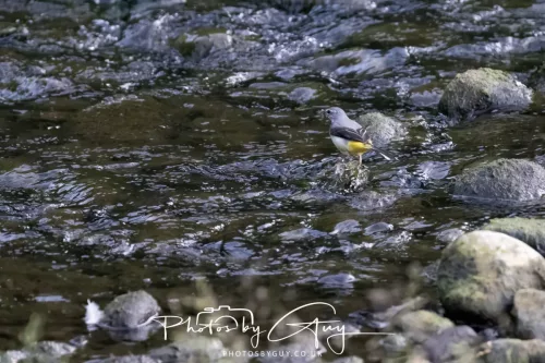 13 June 2025 : Alnwick, All River , Northumberland -Grey Wagtail