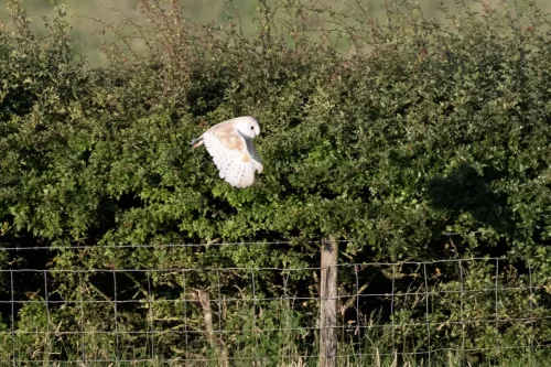 14 July 2025 : Close to Cleator Moor, Cumbria - Barn Owl (male)