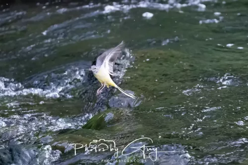13 June 2025 : Alnwick, All River , Northumberland -Grey Wagtail