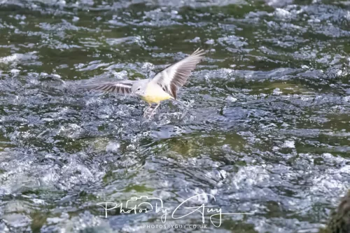 13 June 2025 : Alnwick, All River , Northumberland -Grey Wagtail