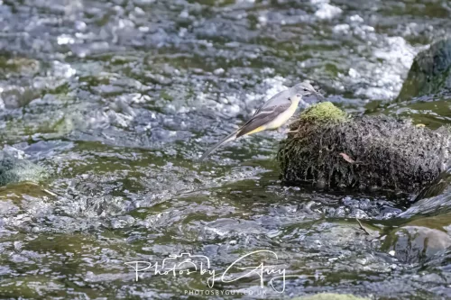 13 June 2025 : Alnwick, All River , Northumberland -Grey Wagtail