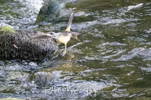 13 June 2025 : Alnwick, All River , Northumberland -Grey Wagtail