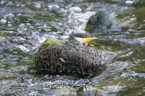 13 June 2025 : Alnwick, All River , Northumberland -Grey Wagtail