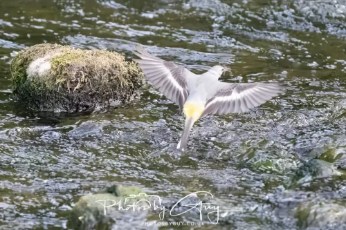 13 June 2025 : Alnwick, All River , Northumberland -Grey Wagtail