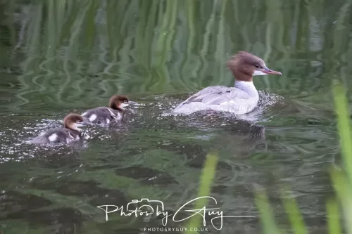 13 June 2025 : Alnwick, All River , Northumberland -Gooseanders