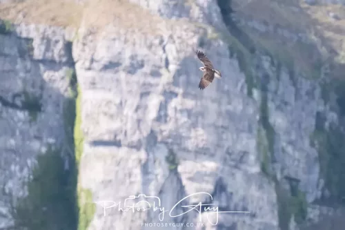 03 May 2025 : Foulshaw Moss, West Cumbria - Osprey