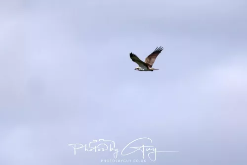 03 May 2025 : Foulshaw Moss, West Cumbria - Osprey