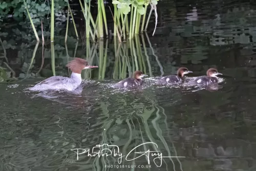 13 June 2025 : Alnwick, All River , Northumberland -Gooseanders