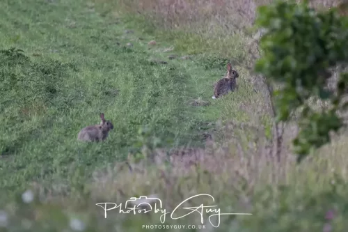 13 June 2025 : Alnwick, All River , Northumberland -Rabbits