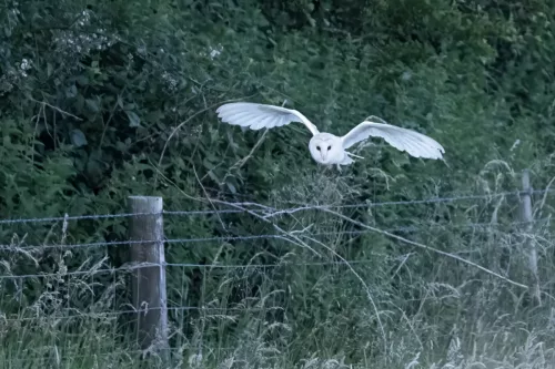 14 July 2025 : Close to Cleator Moor, Cumbria - Barn Owl (male)
