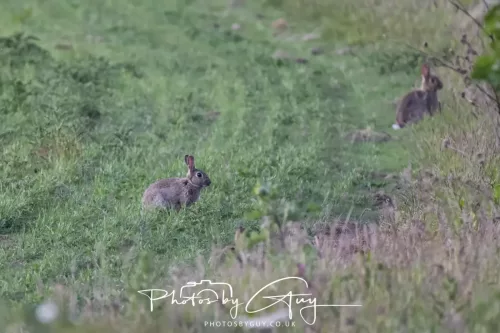 13 June 2025 : Alnwick, All River , Northumberland -Rabbits