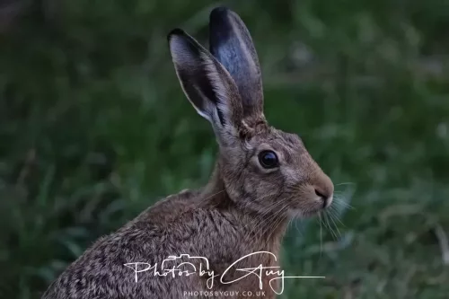 13 June 2025 : Alnwick, All River , Northumberland -Hare