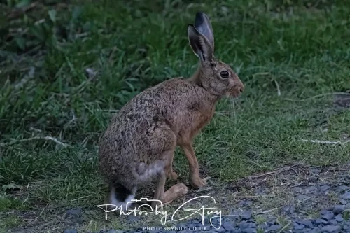 13 June 2025 : Alnwick, All River , Northumberland -Hare