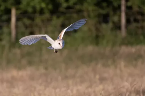 14 July 2025 : Close to Cleator Moor, Cumbria - Barn Owl (male)