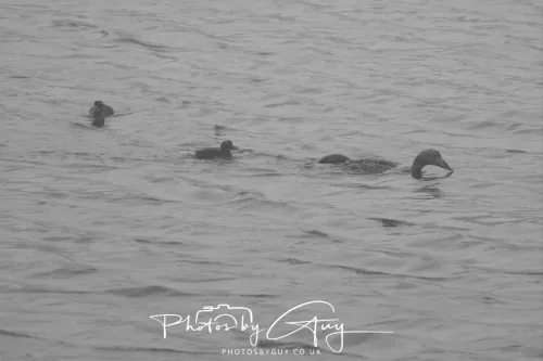14 June 2025 - Inner Farne Isles, Northumberland-Eider