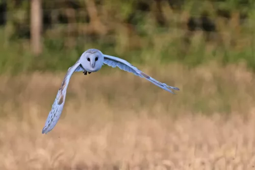 14 July 2025 : Close to Cleator Moor, Cumbria - Barn Owl (male)