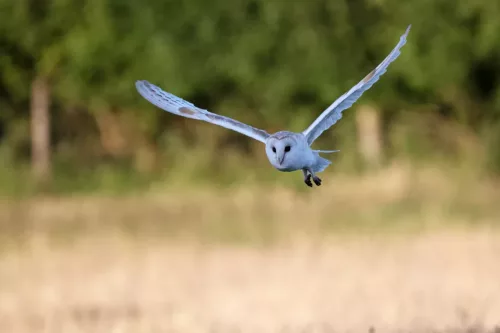 14 July 2025 : Close to Cleator Moor, Cumbria - Barn Owl (male)
