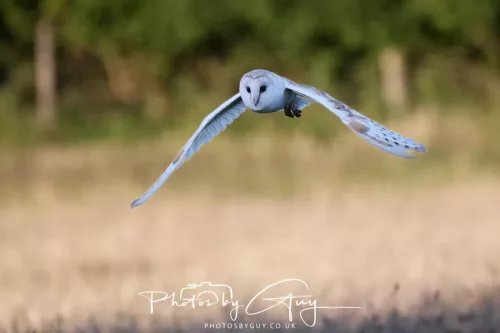 14 July 2025 : Close to Cleator Moor, Cumbria - Barn Owl (male)