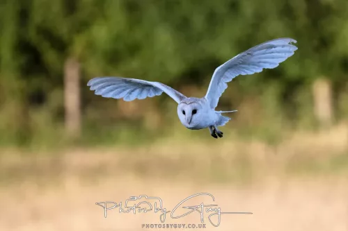 14 July 2025 : Close to Cleator Moor, Cumbria - Barn Owl (male)