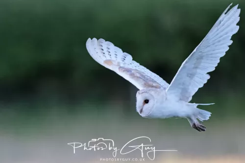14 July 2025 : Close to Cleator Moor, Cumbria - Barn Owl (male)