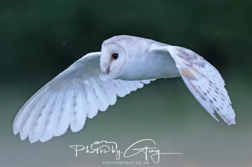 14 July 2025 : Close to Cleator Moor, Cumbria - Barn Owl (male)