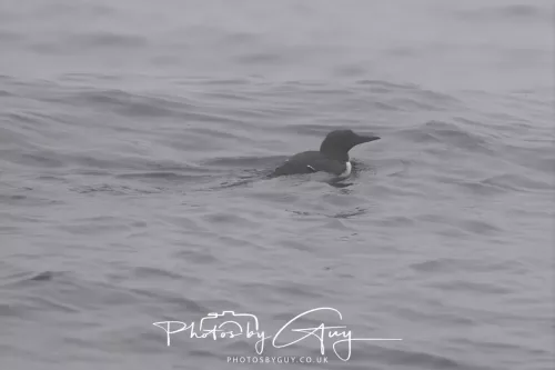 14 June 2025 - Inner Farne Isles, NorthumberlandGuillimot