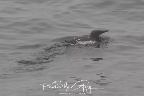 14 June 2025 - Inner Farne Isles, Northumberland-Guillimot