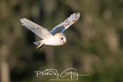 14 July 2025 : Close to Cleator Moor, Cumbria - Barn Owl (male)