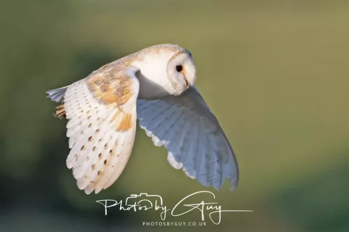 14 July 2025 : Close to Cleator Moor, Cumbria - Barn Owl (male)