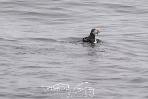 14 June 2025 - Inner Farne Isles, Northumberland-Puffins
