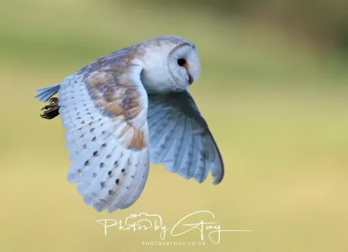 14 July 2025 : Close to Cleator Moor, Cumbria - Barn Owl (male)