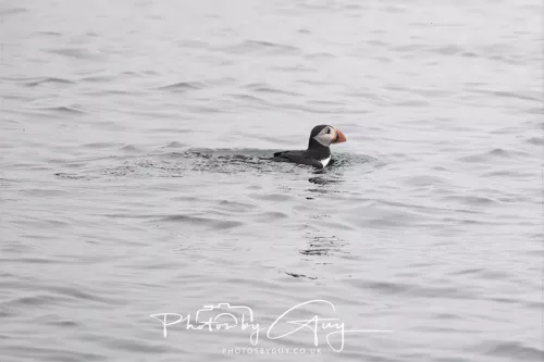 14 June 2025 - Inner Farne Isles, Northumberland-Puffins