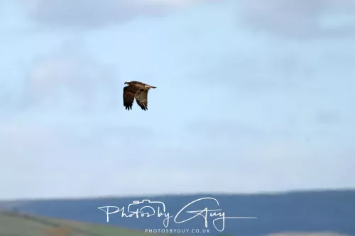 03 May 2025 : Foulshaw Moss, West Cumbria - Osprey