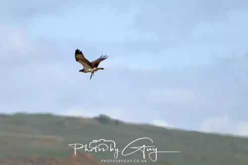 03 May 2025 : Foulshaw Moss, West Cumbria - Osprey