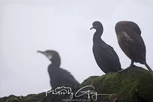 14 June 2025 - Inner Farne Isles, Northumberland-Shag
