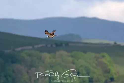 03 May 2025 : Foulshaw Moss, West Cumbria - Osprey
