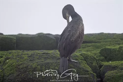14 June 2025 - Inner Farne Isles, Northumberland-Shag