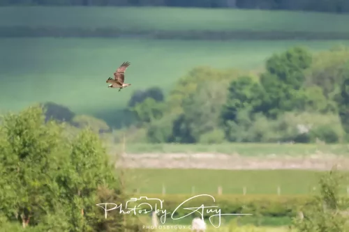 03 May 2025 : Foulshaw Moss, West Cumbria - Osprey
