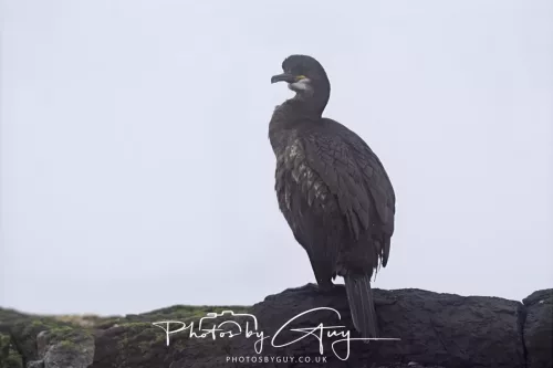 14 June 2025 - Inner Farne Isles, Northumberland-Shag