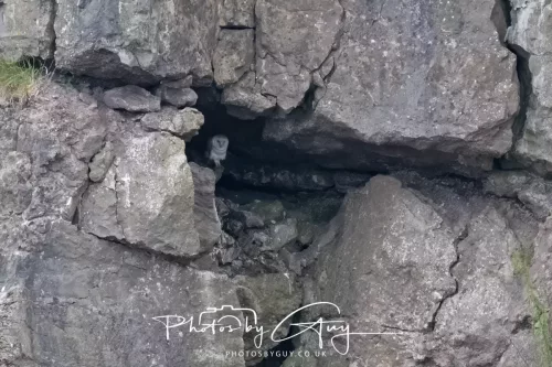 19 July 2026 , West Cumbria, Barn Owl roosting in a cliff face