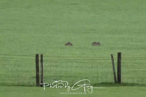 19 July 2026 , West Cumbria, hares