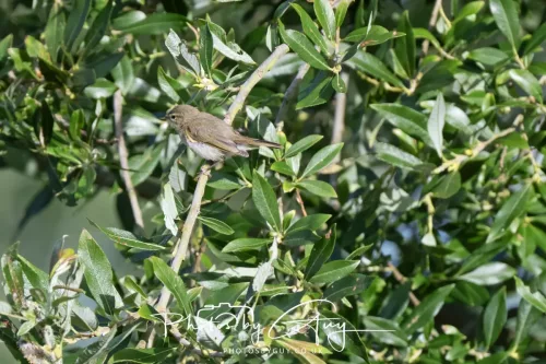 19 July 2026 , West Cumbria, Young Willow Warbler