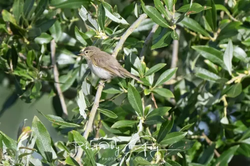 19 July 2026 , West Cumbria, Young Willow Warbler